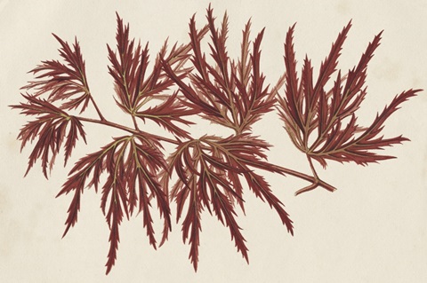 Japanese Maple Leaves IV