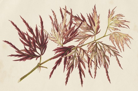 Japanese Maple Leaves V