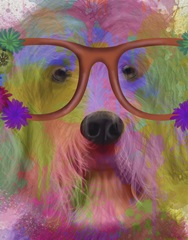 Labradoodle Rainbow Splash