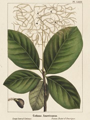 Large Leaved Cotinus