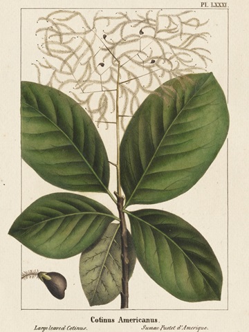 Large Leaved Cotinus