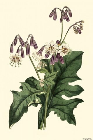 Lavender Florals VII