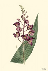 Lavender Florals VIII