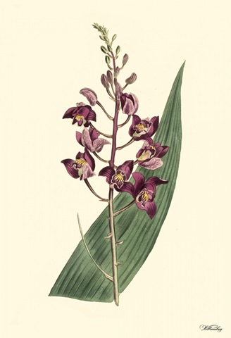 Lavender Florals VIII