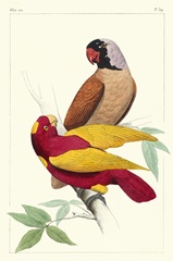 Lemaire Parrots II