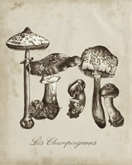 Les Champignons II