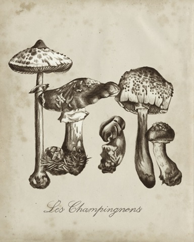 Les Champignons II