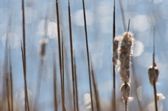 Light Dance on Cattails I