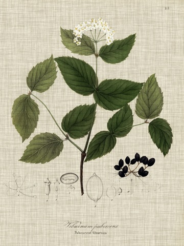 Linen and Leaves I