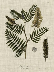 Linen and Leaves III