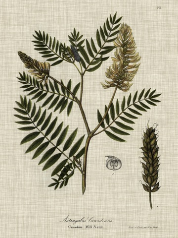 Linen and Leaves III