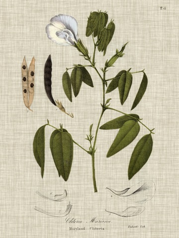 Linen and Leaves IV
