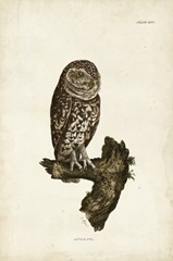 Little Owl