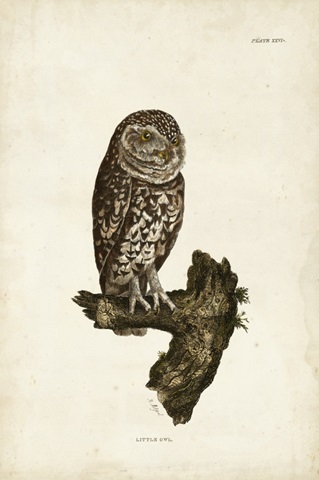 Little Owl
