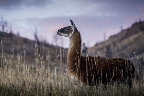 Llama Portrait I