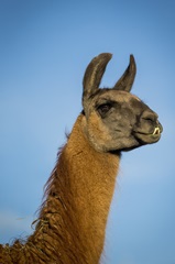 Llama Portrait IV