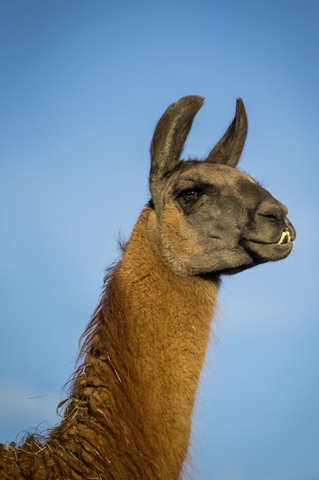 Llama Portrait IV