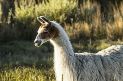Llama Portrait VI