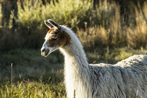 Llama Portrait VI