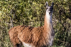 Llama Portrait VIII
