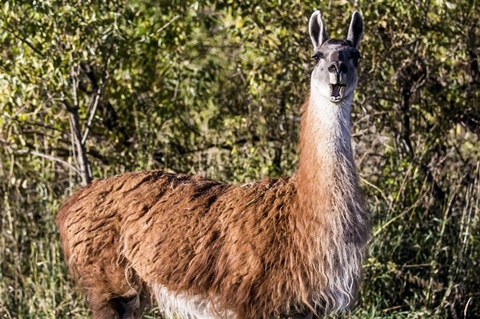 Llama Portrait VIII
