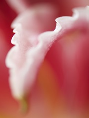 Macro Tulip I