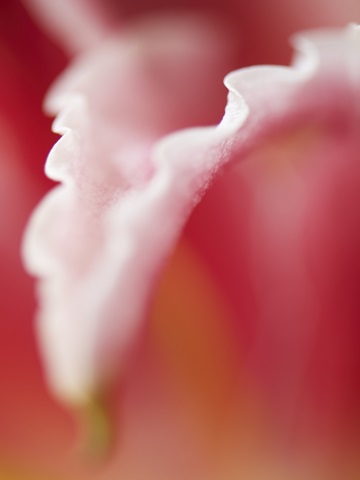 Macro Tulip I