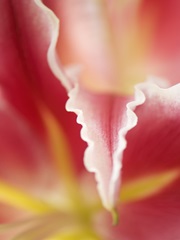 Macro Tulip II