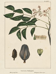 Mahogany Tree