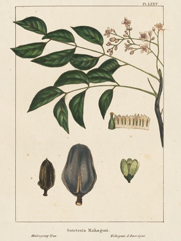 Mahogany Tree