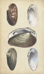 Marine Bivalves I