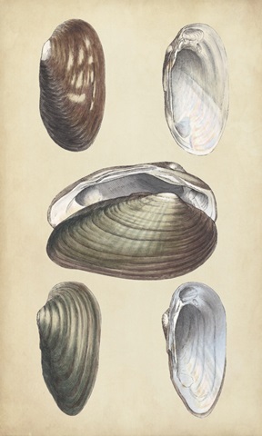 Marine Bivalves I