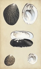 Marine Bivalves II