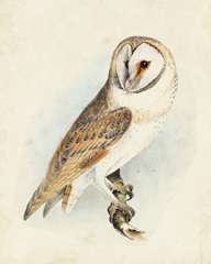 Meyer Barn Owl