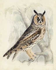 Meyer Long-Eared Owl