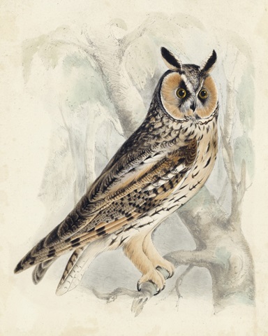 Meyer Long-Eared Owl