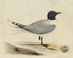Meyer Shorebirds I