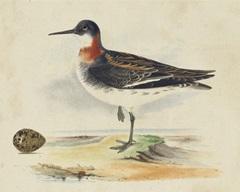 Meyer Shorebirds II