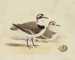 Meyer Shorebirds V