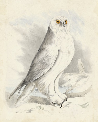 Meyer Snowy Owl