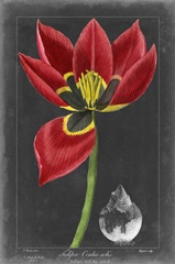 Midnight Tulip II
