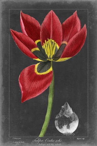 Midnight Tulip II