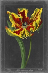 Midnight Tulip III
