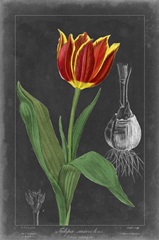 Midnight Tulip IV
