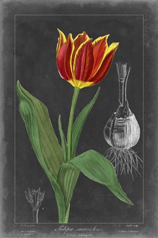 Midnight Tulip IV