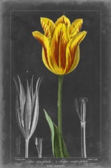 Midnight Tulip V