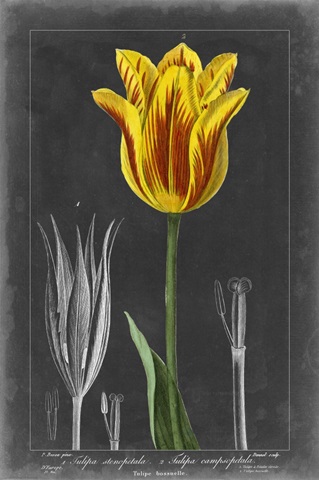 Midnight Tulip V
