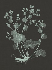 Mint and Charcoal Nature Study I