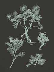 Mint and Charcoal Nature Study II