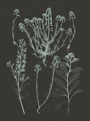 Mint and Charcoal Nature Study III